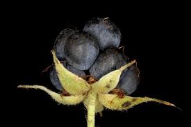 Attēlu rezultāti vaicājumam “Rubus caesius fruit”