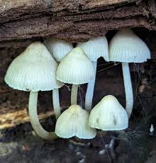 Attēlu rezultāti vaicājumam “Mycena”