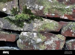 Attēlu rezultāti vaicājumam “Schistidium apocarpum young”