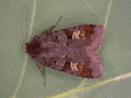 Attēlu rezultāti vaicājumam “Diarsia brunnea”