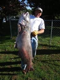 Image result for Ictalurus furcatus