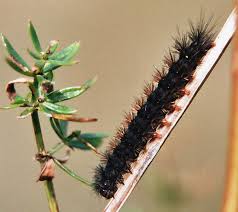 Attēlu rezultāti vaicājumam “Diacrisia sannio”