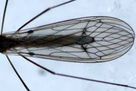 Attēlu rezultāti vaicājumam “Trichocera regelationis”