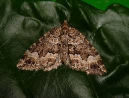 Attēlu rezultāti vaicājumam “Lampropteryx suffumata”