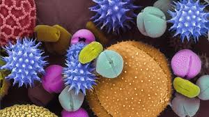 Attēlu rezultāti vaicājumam “pollen corona”