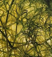 Attēlu rezultāti vaicājumam “Najas minor leaf”