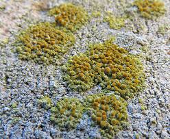 Attēlu rezultāti vaicājumam “Caloplaca scopularis”