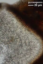 Attēlu rezultāti vaicājumam “Lecanactis abietina”