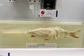 Image result for Polyodon spathula