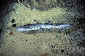 Image result for Notorynchus cepedianus