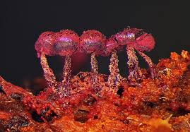 Attēlu rezultāti vaicājumam “Cribraria purpurea macro”