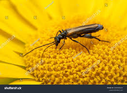 Attēlu rezultāti vaicājumam “Oedemera femorata”