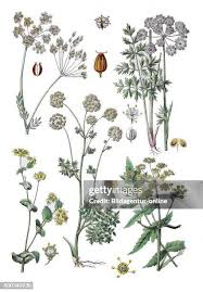 Attēlu rezultāti vaicājumam “Selinum carvifolia leaf”