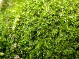 Attēlu rezultāti vaicājumam “Cephalozia loitlesbergeri”