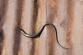 Attēlu rezultāti vaicājumam “Anguis fragilis adult”