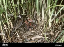 Attēlu rezultāti vaicājumam “Emberiza schoeniclus nest”