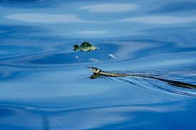 Image result for Ringelnatter