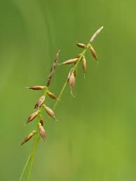 Attēlu rezultāti vaicājumam “Carex pulicaris”