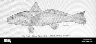 Image result for Menticirrhus littoralis