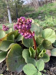 Attēlu rezultāti vaicājumam “Bergenia crassifolia flower”