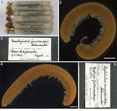 Attēlu rezultāti vaicājumam “Strongylosoma pallipes”