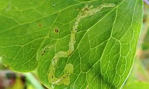 Attēlu rezultāti vaicājumam “Phytomyza minuscula”