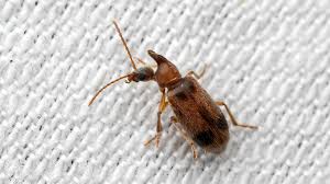 Attēlu rezultāti vaicājumam “Notoxus monoceros”