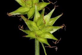 Attēlu rezultāti vaicājumam “Carex spicata”