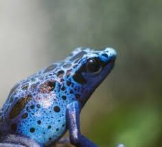 Image result for blauer baumsteiger