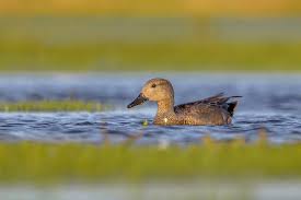 Attēlu rezultāti vaicājumam “Anas strepera”