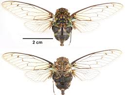 Attēlu rezultāti vaicājumam “Lycogala convexum sessile”