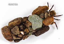 Attēlu rezultāti vaicājumam “Nardia geoscyphus”