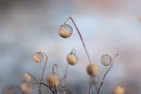 Attēlu rezultāti vaicājumam “Cribraria intricata”