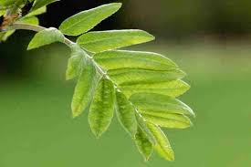 Attēlu rezultāti vaicājumam “Capua vulgana”