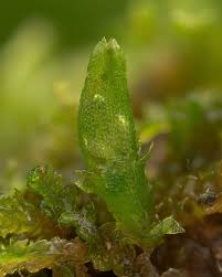 Attēlu rezultāti vaicājumam “Cephalozia loitlesbergeri”