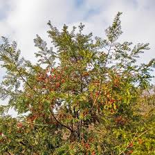 Attēlu rezultāti vaicājumam “Taxus wallichiana”