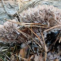 Attēlu rezultāti vaicājumam “Sporophagomyces chrysostomus”