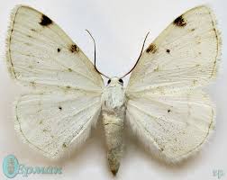 Attēlu rezultāti vaicājumam “Lomographa bimaculata”