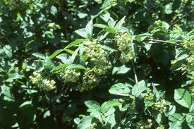 Attēlu rezultāti vaicājumam “Cornus sericea fruit”