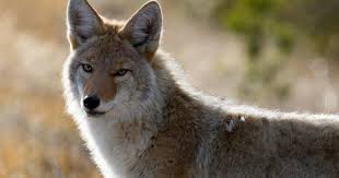 Image result for Hartlepool Coyotes