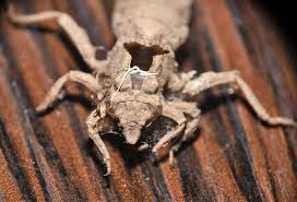 Attēlu rezultāti vaicājumam “Phylloneta cocoon”