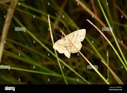 Attēlu rezultāti vaicājumam “Scopula immorata”