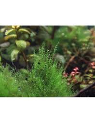 Attēlu rezultāti vaicājumam “Amblystegium serpens macro”