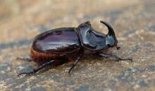 Attēlu rezultāti vaicājumam “Oryctes nasicornis”