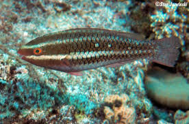 Image result for Scarus rubroviolaceus