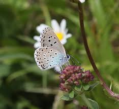 Attēlu rezultāti vaicājumam “Maculinea alcon eggs”