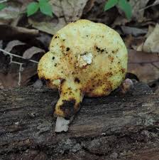 Attēlu rezultāti vaicājumam “Buglossoporus quercinus”