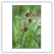 Attēlu rezultāti vaicājumam “Luzula campestris fruit”