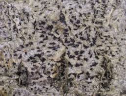 Attēlu rezultāti vaicājumam “Arthonia vinosa”