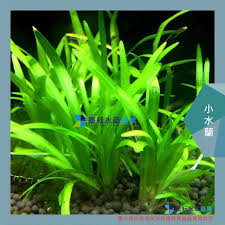 「水蘭」的圖片搜尋結果